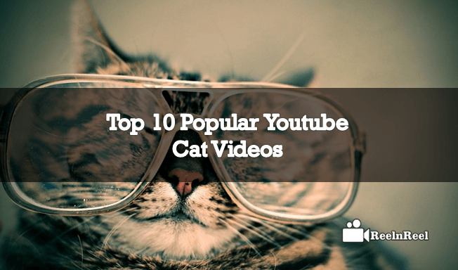 Popular YouTube Cat Videos